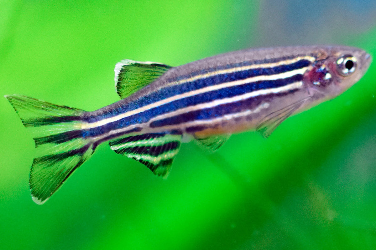 Danio-Zebra