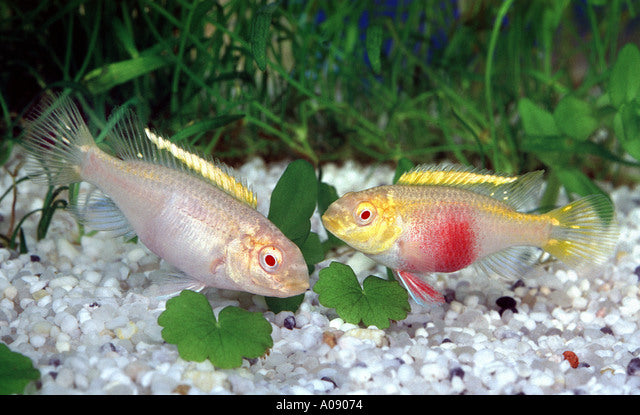 Cichlid-Albino Kribensis (20-25 mm)