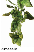 Exo-Terra Jungle Amapallo Plant