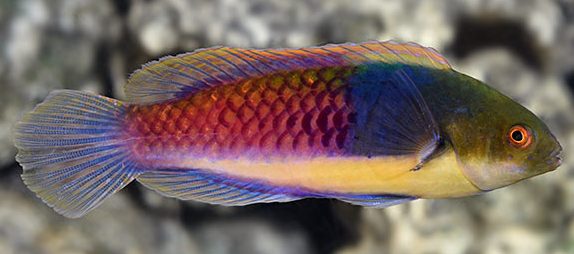 Blue sided Fairy Wrasse