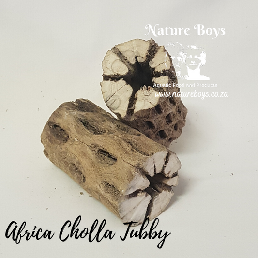 Nature Boys Cholla Finger