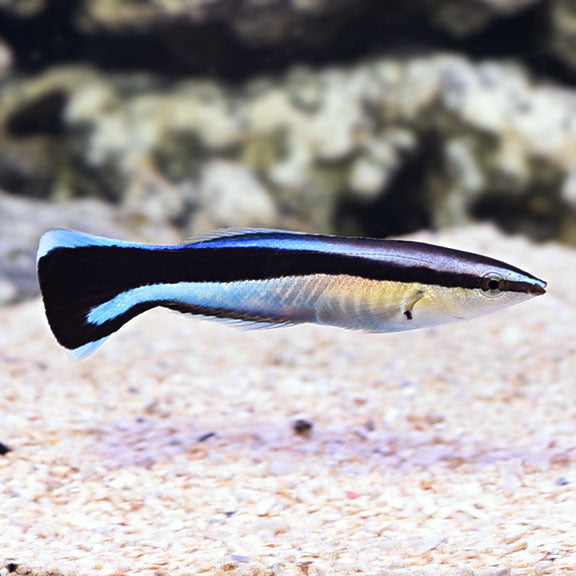 Cleaner Wrasse