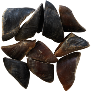Large Cow Hooves