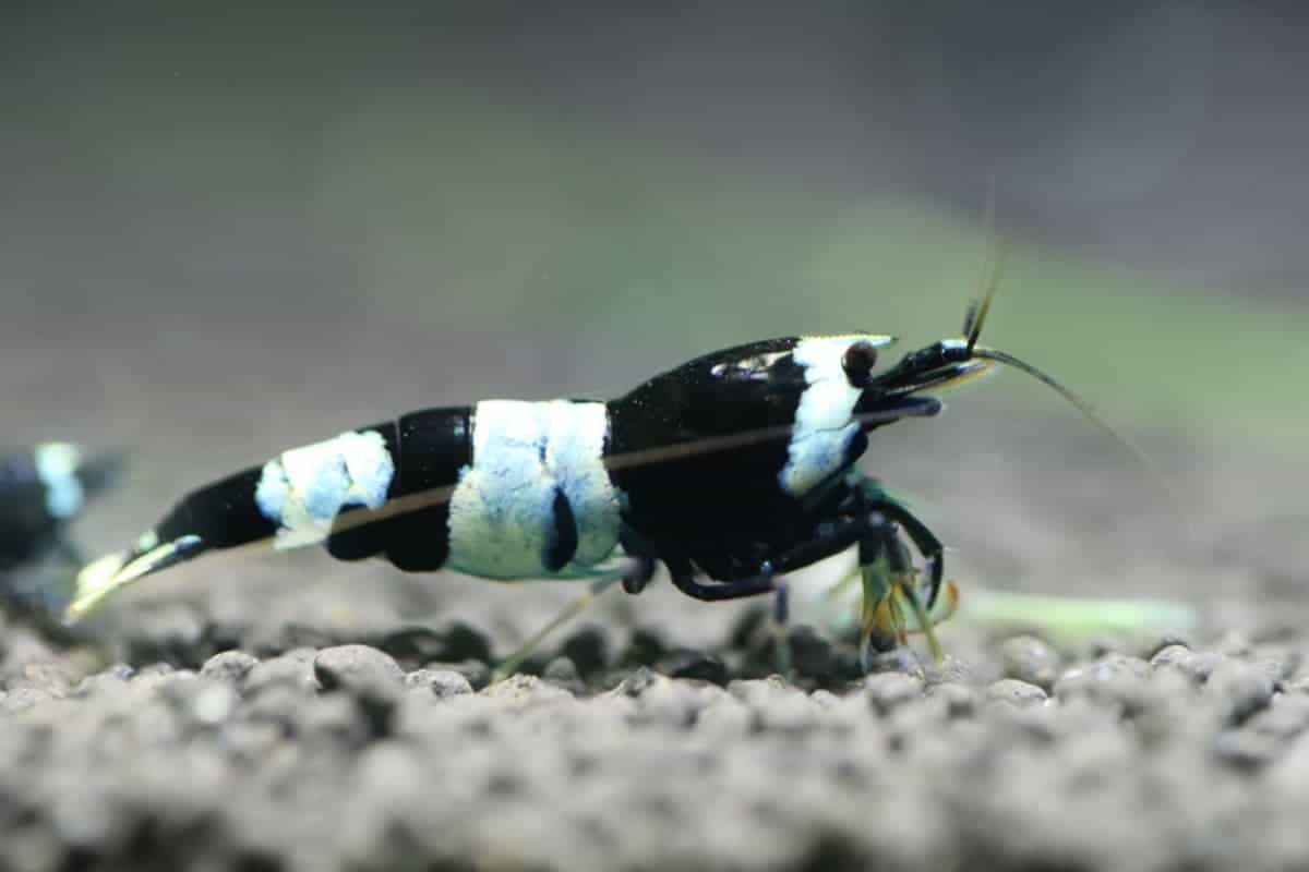 Crystal Black Shrimp B grade