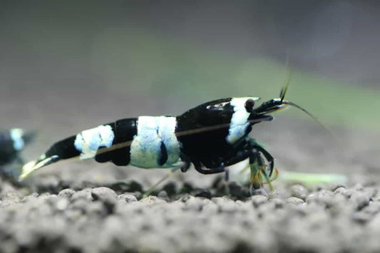 Shrimp-Crystal Black(Mixed Grade)