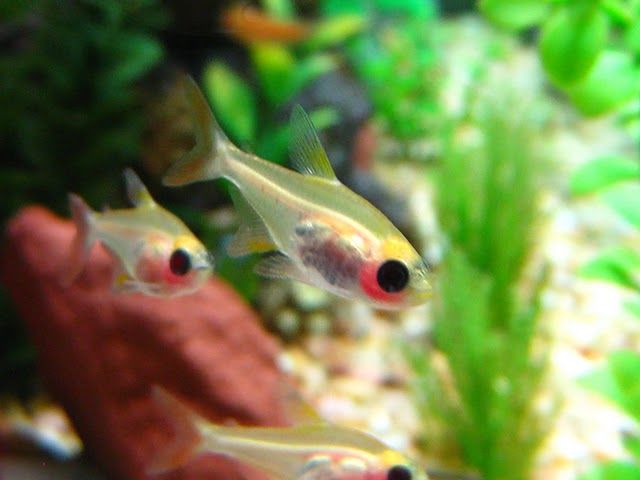 Tetra-X-ray