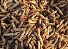 Dried Black Soldier fly Larvae 100g