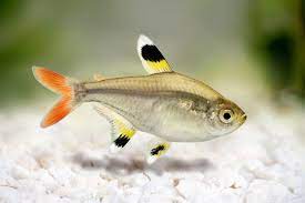 Tetra-X-ray