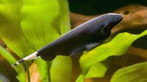 Knifefish-Black Ghost