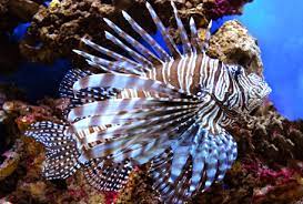 Lionfish 100mm+-