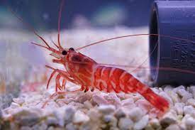 Kuekenthali Shrimp