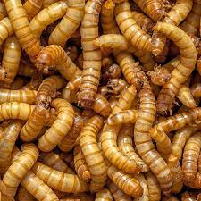 JB Dried Mealworms 100g