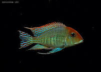Geophagus-Red Head Tapajos (60mm)