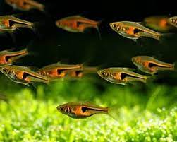 Rasbora-Lambchop(Trigonostigma espei)