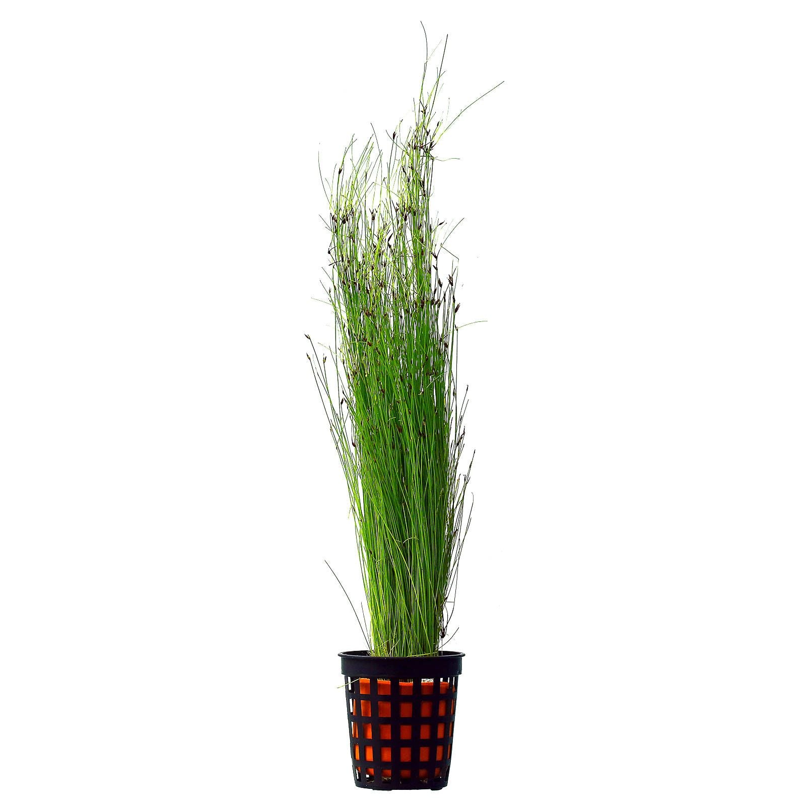 Eleocharis Vivipara 'Long Hairgrass'