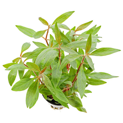 Alternanthera Reineckii 'Mini'