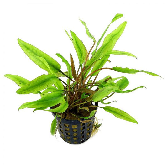 Cryptocoryne Axelrodi