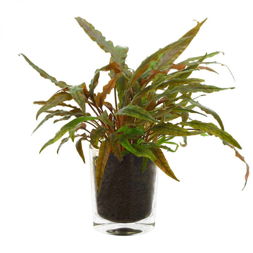 Cryptocoryne Undulatus 'Red'