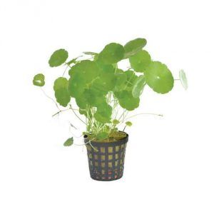 Hydrocotyle Verticillata