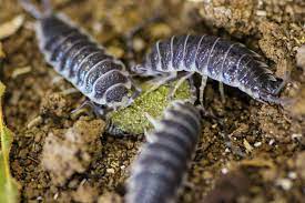Isopods