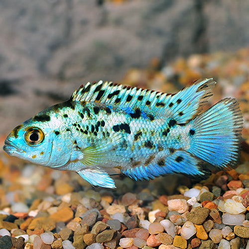 Cichlid-Electric Blue Jack Dempsey 30mm