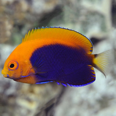 Jumping Bean Angelfish (African Pygmy)