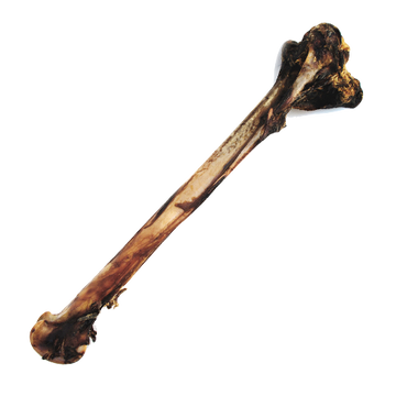 Nandoe Long Bone