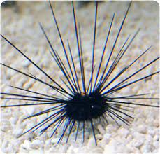 Long spine urchin