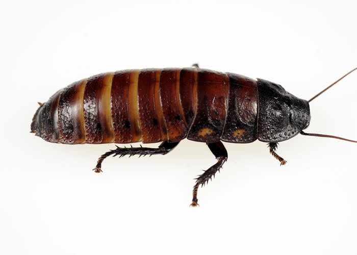 Madagascar Hissing Cockroach mixed