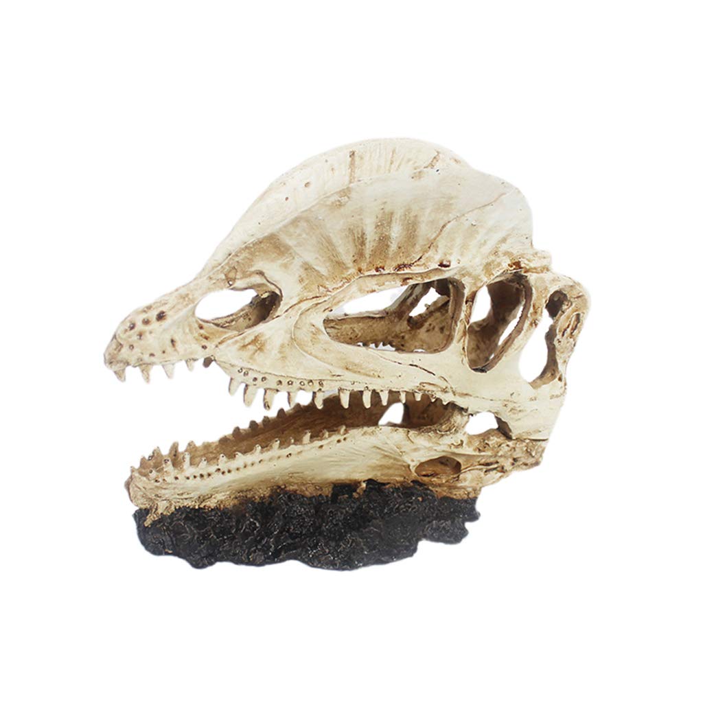Resin Dinosaur Skull - NS-117