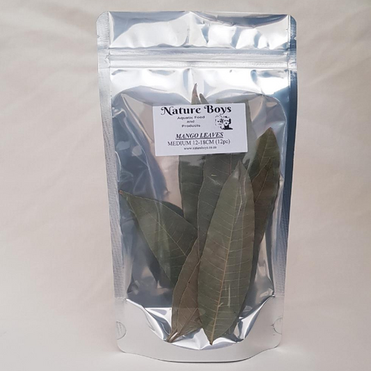 Nature Boys Mango Leaves 12-18cm