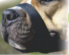 Daro Nylon Muzzle - Size 0