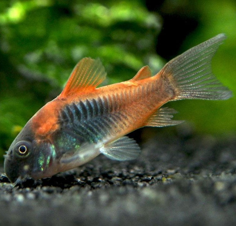 Corydoras-Venezuelan Orange