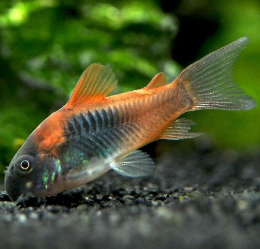 Corydoras-Venezuelan Orange