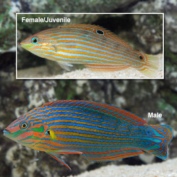 Melanurus Wrasse