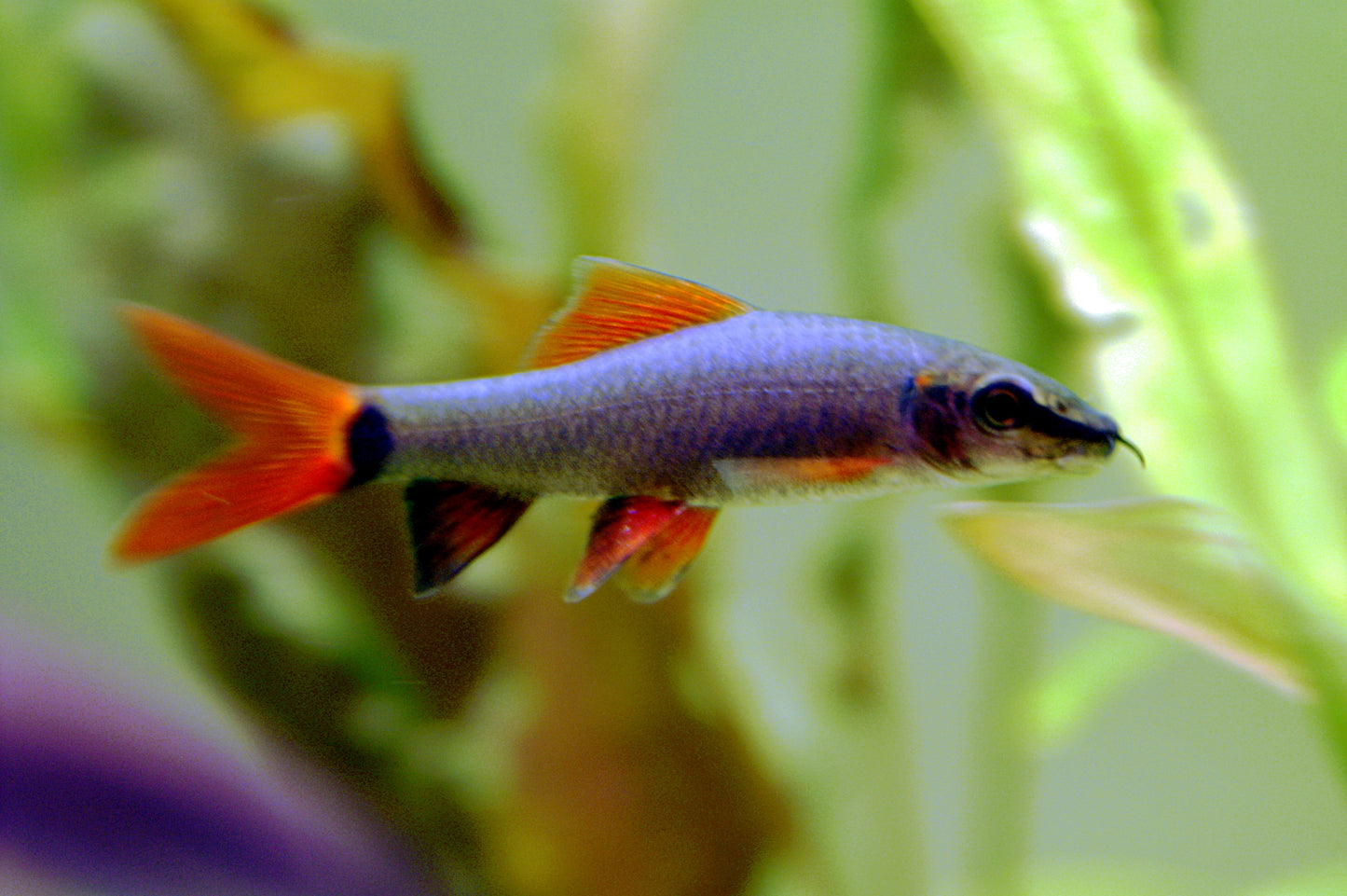 Shark-Rainbow 5-6cm