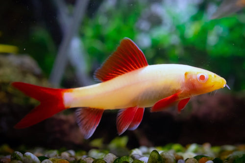 Shark-Rainbow 5-6cm