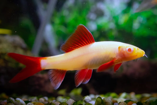Shark-Rainbow 5-6cm