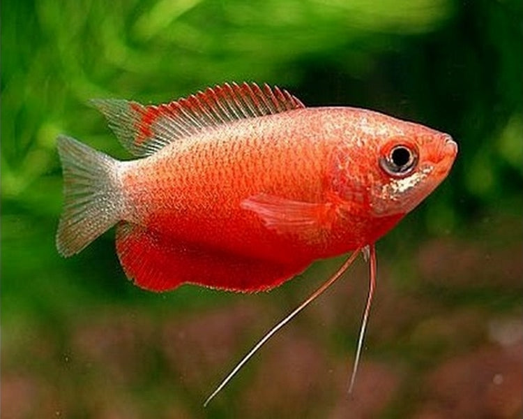 Gourami-Red Robin