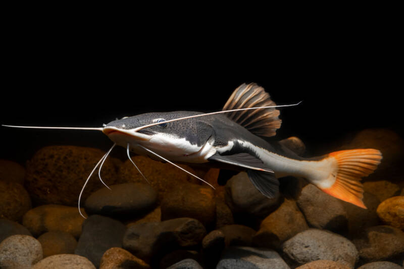 Catfish-Redtail