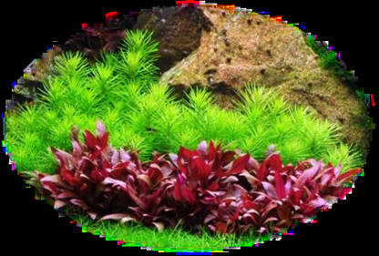 Alternanthera Reineckii 'Mini'