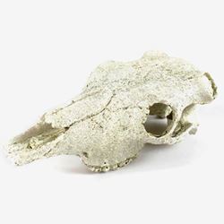 Resin Skull NS-74