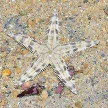 Sandsifting Starfish
