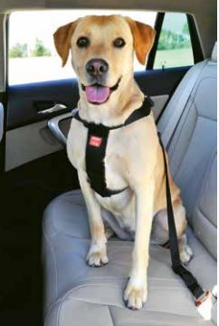 Zolux Car Safety Harness
